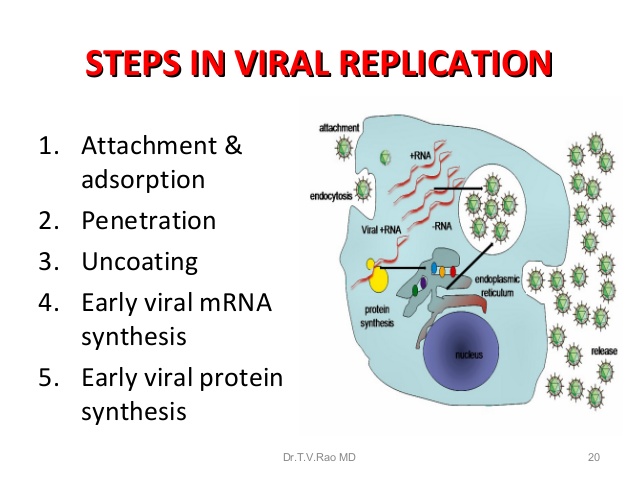 viral-multiplication