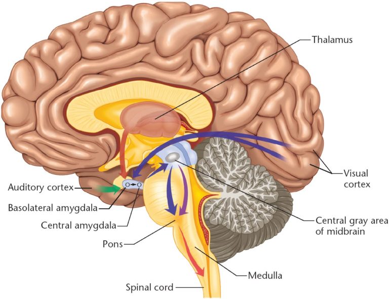 The Four Greatest Emotions of the Heart | Cooler Insights