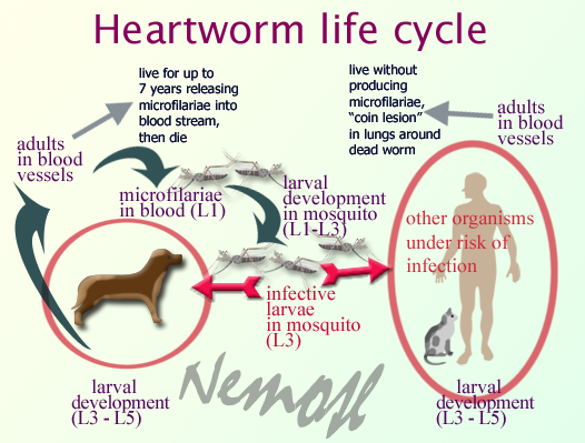 Heart worm life cycle