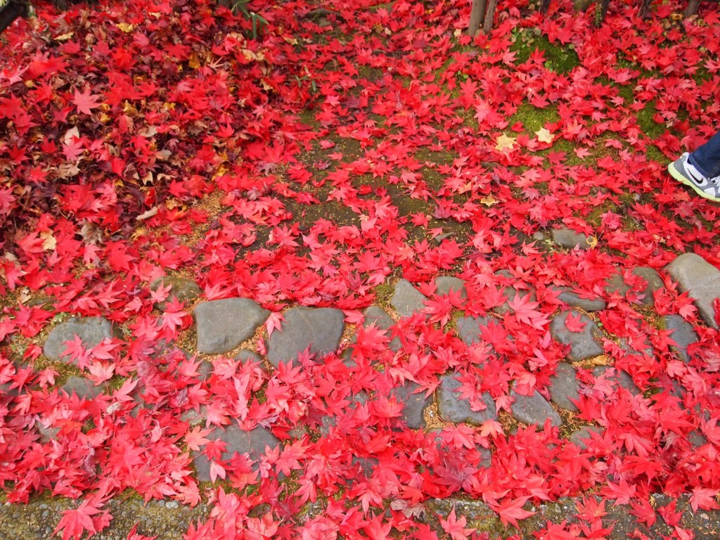Fallen Red Maple Leaves Japanese Aesthetics