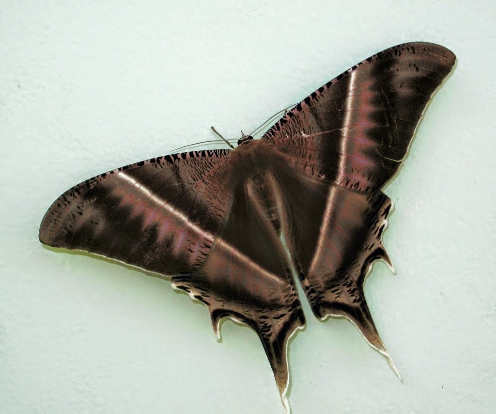 Lyssa Zampa Laos Brown Butterfly