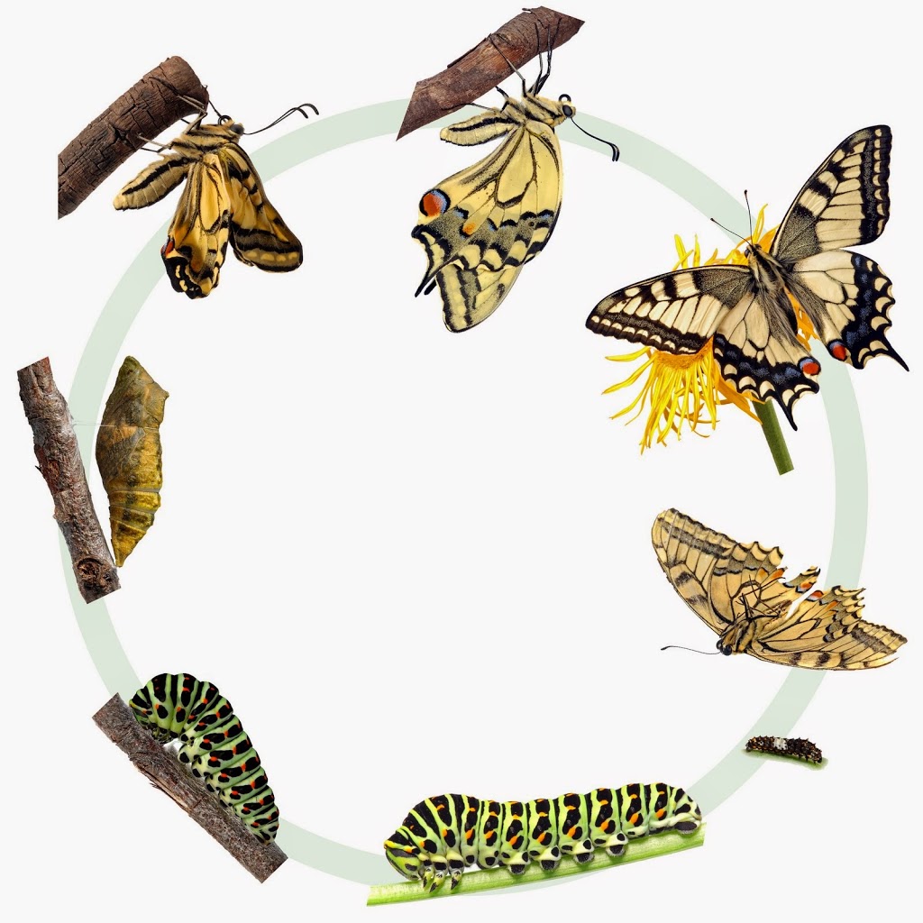 metamorphosis-definition-types-and-stages-science-shape