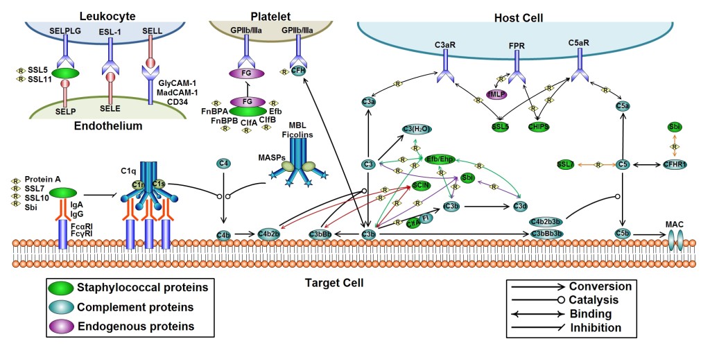 Bacterial Learning Cycle