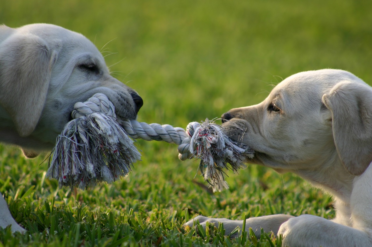 Tug of war